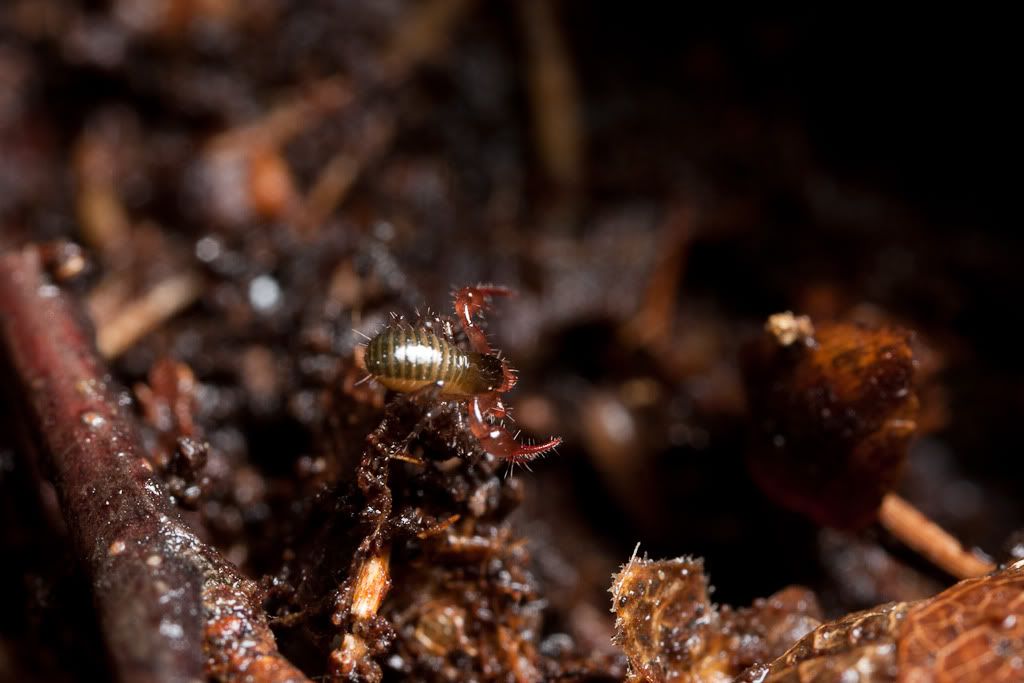 IMAGE: http://i72.photobucket.com/albums/i192/garlicpickle/Canon/lr1-7401.jpg