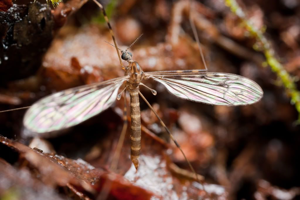 IMAGE: http://i72.photobucket.com/albums/i192/garlicpickle/Canon/lr1-7406.jpg