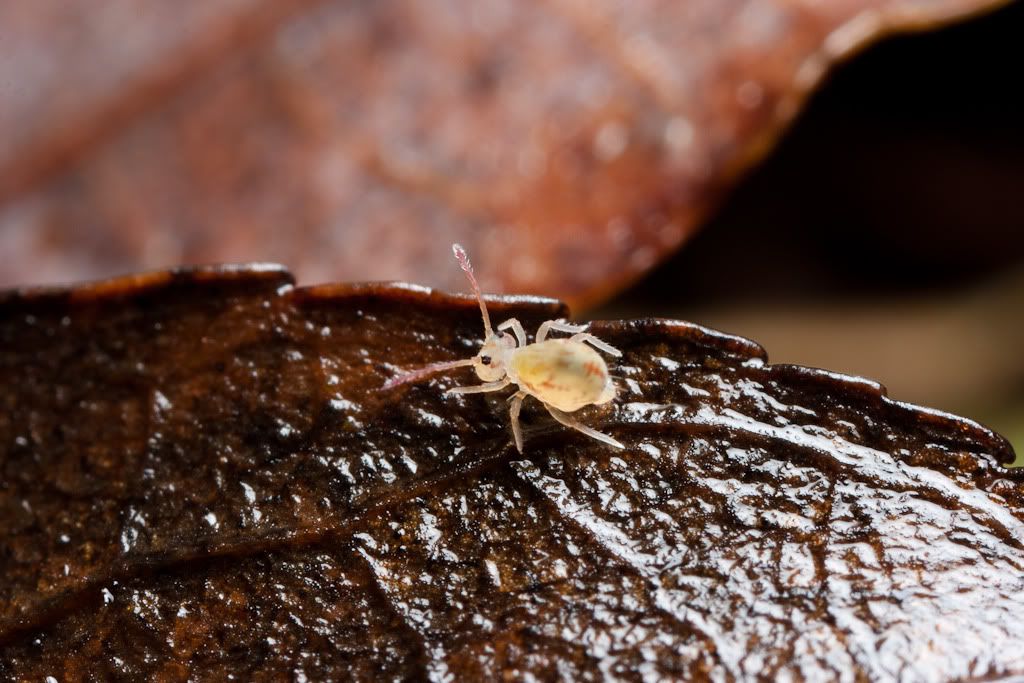 IMAGE: http://i72.photobucket.com/albums/i192/garlicpickle/Canon/lr1-7411.jpg