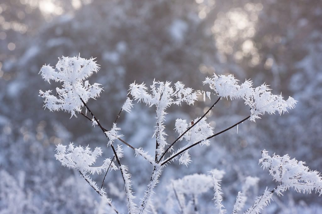 IMAGE: http://i72.photobucket.com/albums/i192/garlicpickle/Canon/lr1-small-7535.jpg