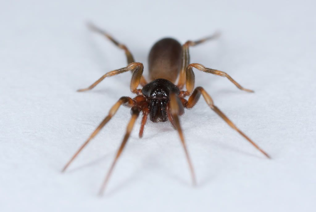 IMAGE: http://i72.photobucket.com/albums/i192/garlicpickle/Canon/lr1small--1.jpg