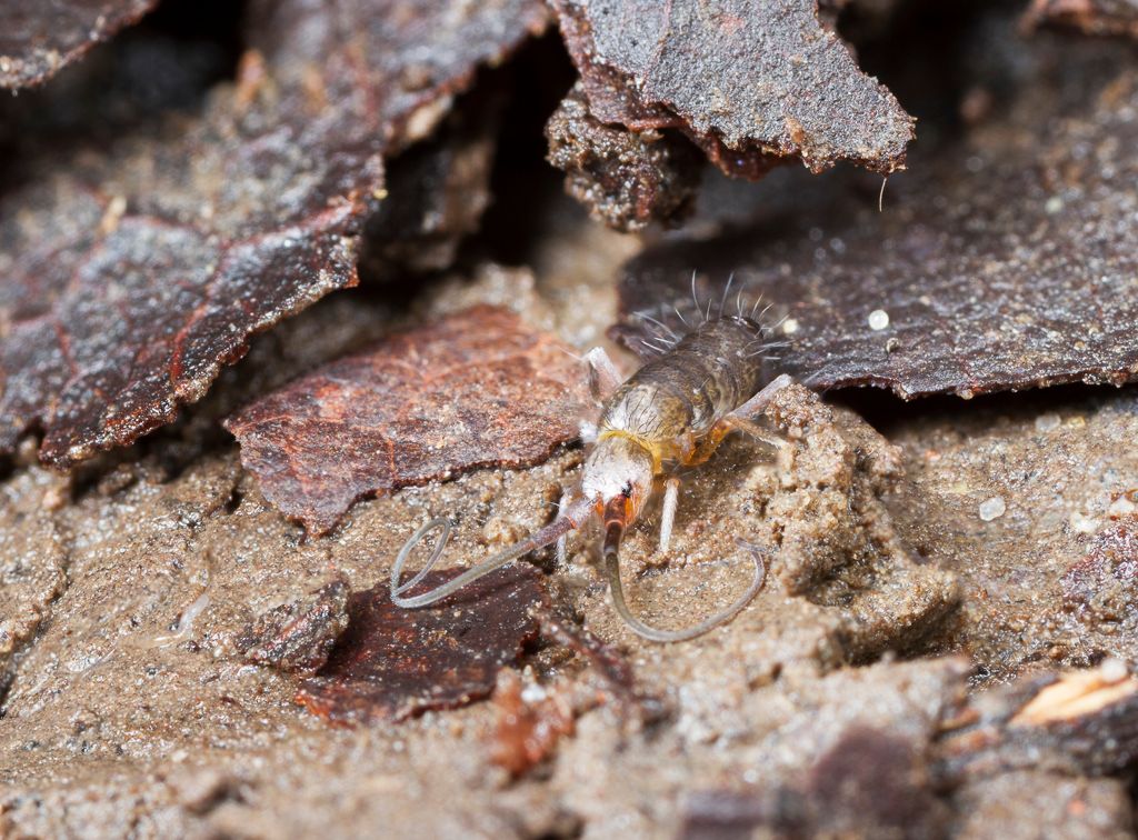 IMAGE: http://i72.photobucket.com/albums/i192/garlicpickle/Canon/lr1small--12_zps798397a5.jpg