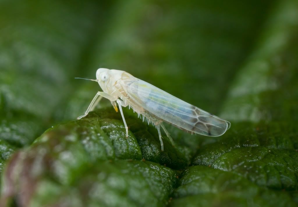 IMAGE: http://i72.photobucket.com/albums/i192/garlicpickle/Canon/lr1small--2-1.jpg