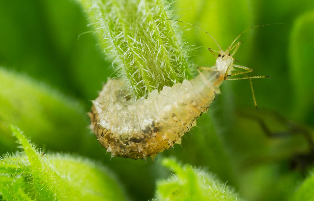 IMAGE: http://i72.photobucket.com/albums/i192/garlicpickle/Canon/lr1small--2-3_zps7a7963d7.jpg