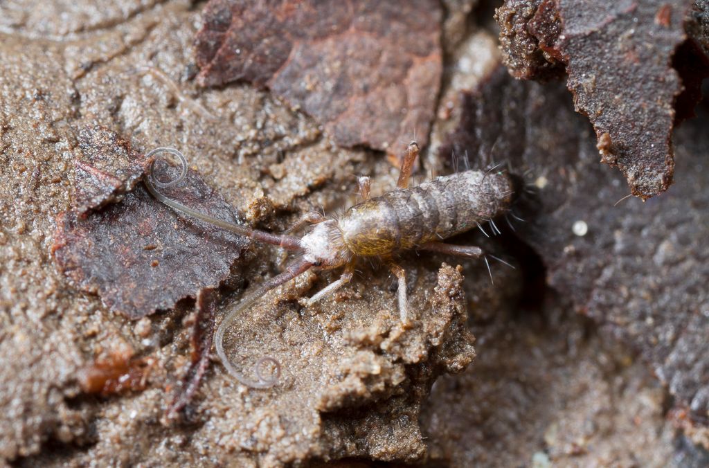 IMAGE: http://i72.photobucket.com/albums/i192/garlicpickle/Canon/lr1small--2-3_zps93c007f6.jpg