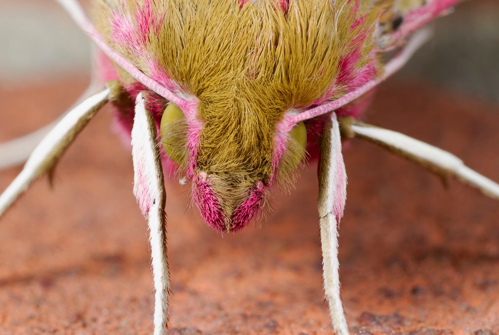 IMAGE: http://i72.photobucket.com/albums/i192/garlicpickle/Canon/lr1small--2_zps22d207b6.jpg