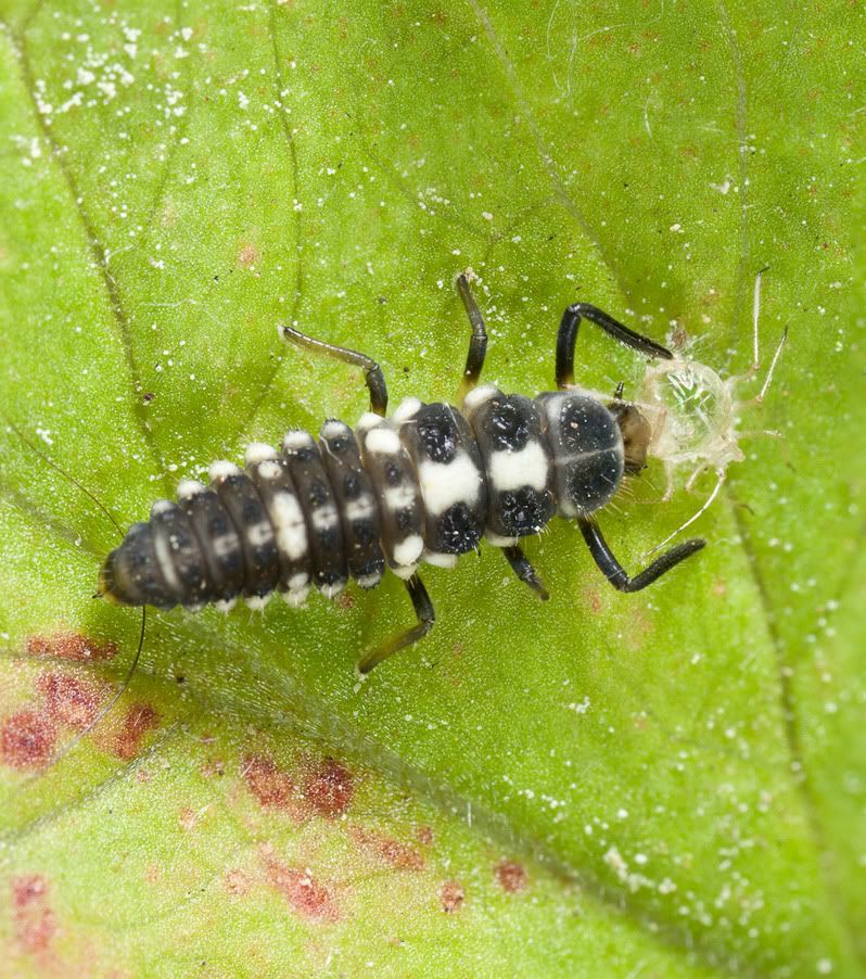 IMAGE: http://i72.photobucket.com/albums/i192/garlicpickle/Canon/lr1small--5.jpg