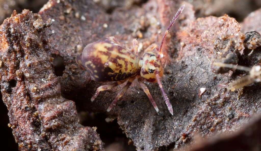 IMAGE: http://i72.photobucket.com/albums/i192/garlicpickle/Canon/lr1small--6.jpg