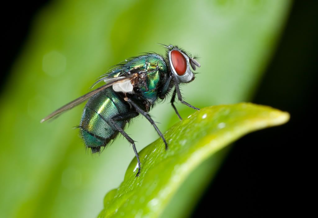 IMAGE: http://i72.photobucket.com/albums/i192/garlicpickle/Canon/lr1small-0180.jpg