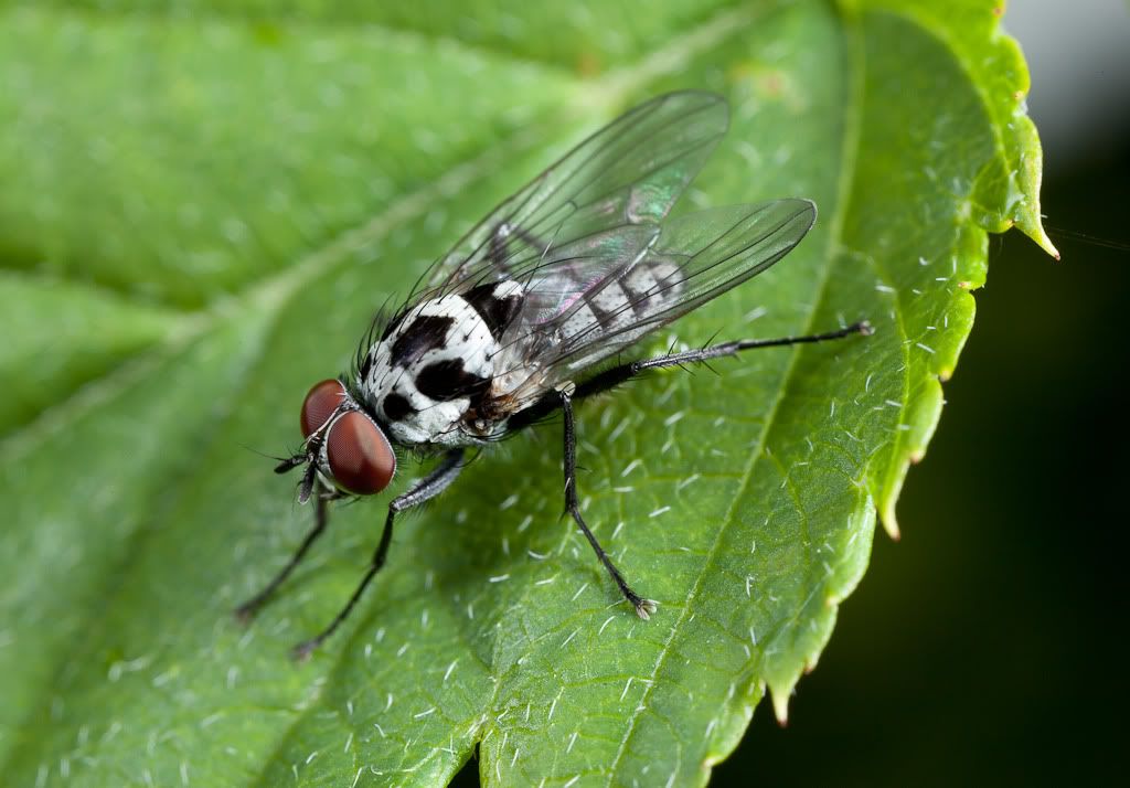 IMAGE: http://i72.photobucket.com/albums/i192/garlicpickle/Canon/lr1small-0218.jpg