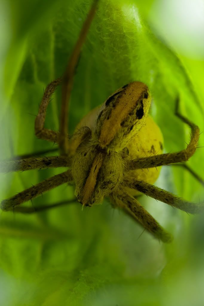 IMAGE: http://i72.photobucket.com/albums/i192/garlicpickle/Canon/lr1small-0295.jpg