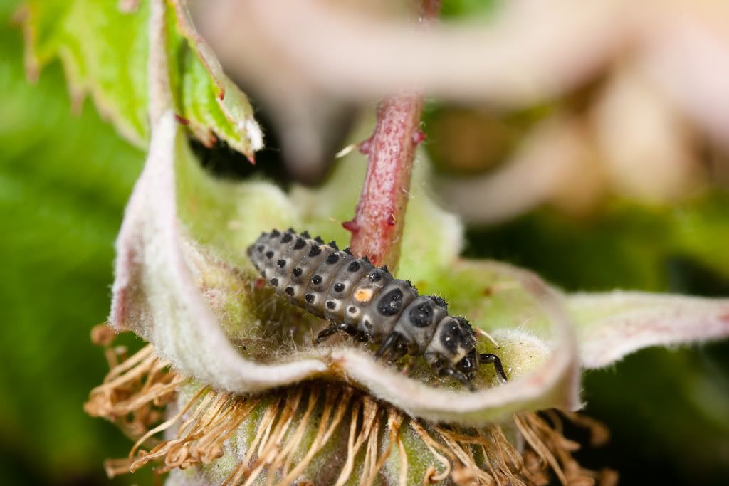 IMAGE: http://i72.photobucket.com/albums/i192/garlicpickle/Canon/lr1small-0317.jpg