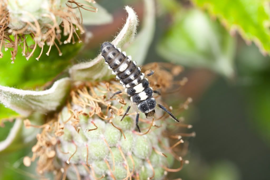 IMAGE: http://i72.photobucket.com/albums/i192/garlicpickle/Canon/lr1small-0360.jpg