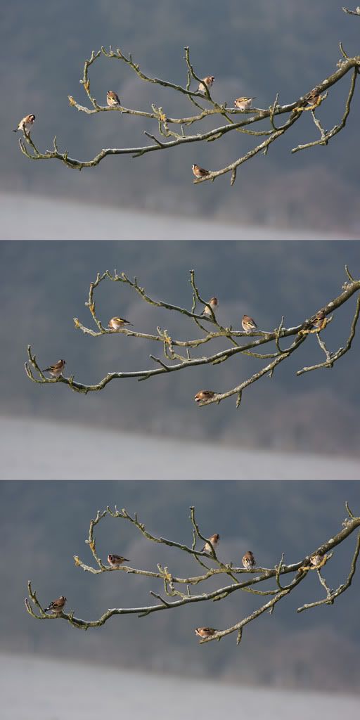 IMAGE: http://i72.photobucket.com/albums/i192/garlicpickle/Canon/lr1small-0369-71.jpg