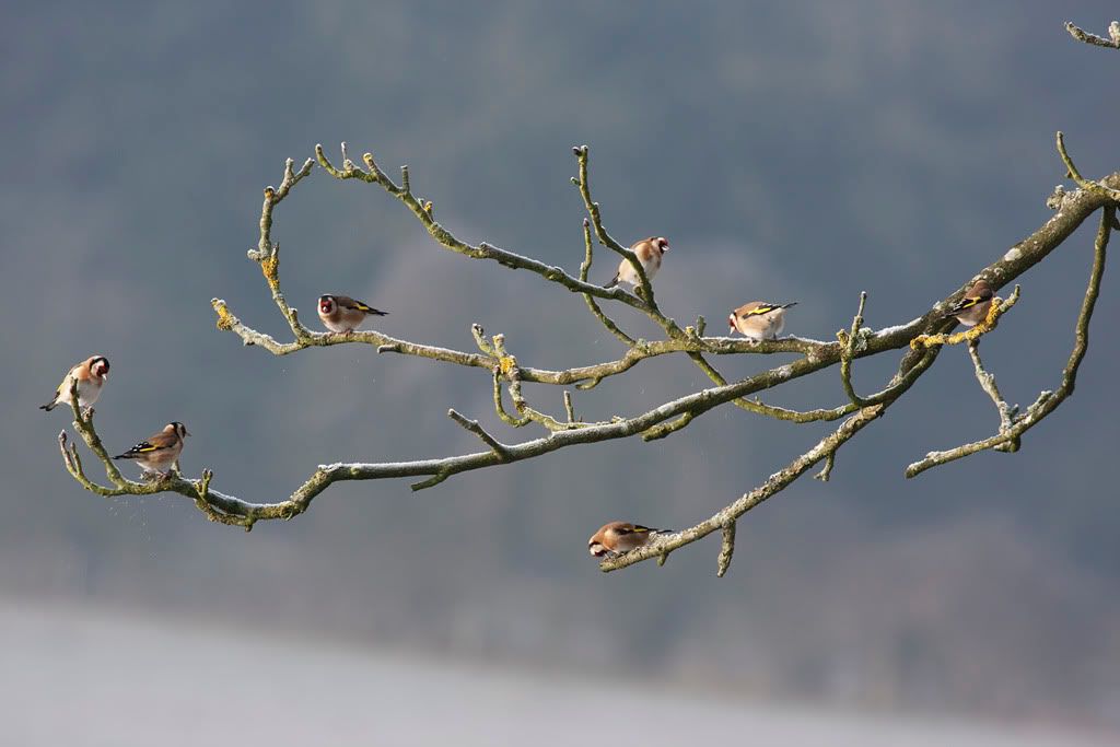 IMAGE: http://i72.photobucket.com/albums/i192/garlicpickle/Canon/lr1small-0369-71comp.jpg