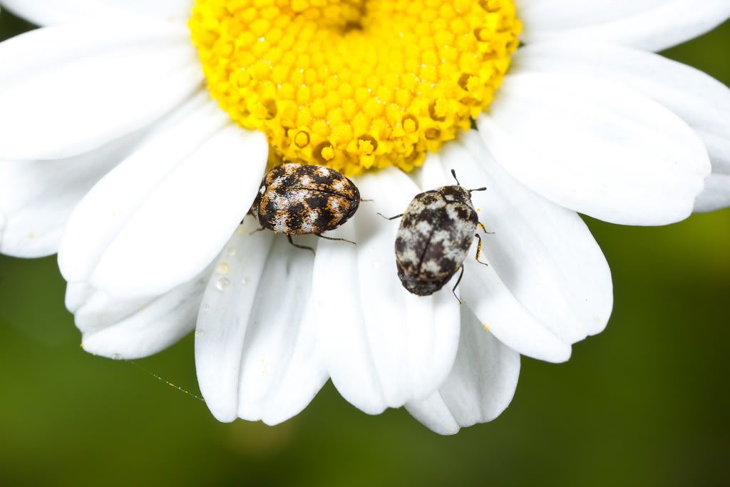 IMAGE: http://i72.photobucket.com/albums/i192/garlicpickle/Canon/lr1small-0416.jpg