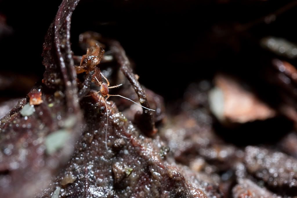 IMAGE: http://i72.photobucket.com/albums/i192/garlicpickle/Canon/lr1small-0567.jpg