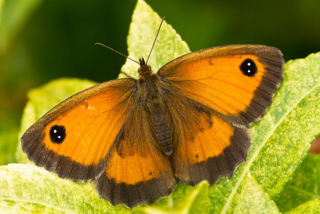 Canon EF 180mm f/3.5L Macro USM Lens Sample Photo Archive in