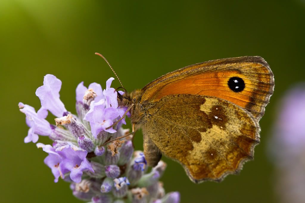 Canon EF 180mm f/3.5L Macro USM Lens Sample Photo Archive in