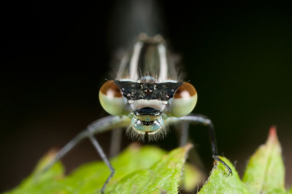 IMAGE: http://i72.photobucket.com/albums/i192/garlicpickle/Canon/lr1small-0591.jpg