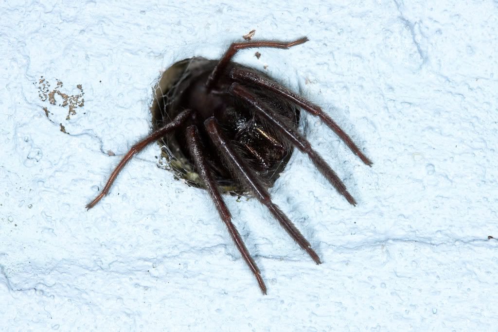 IMAGE: http://i72.photobucket.com/albums/i192/garlicpickle/Canon/lr1small-0627.jpg