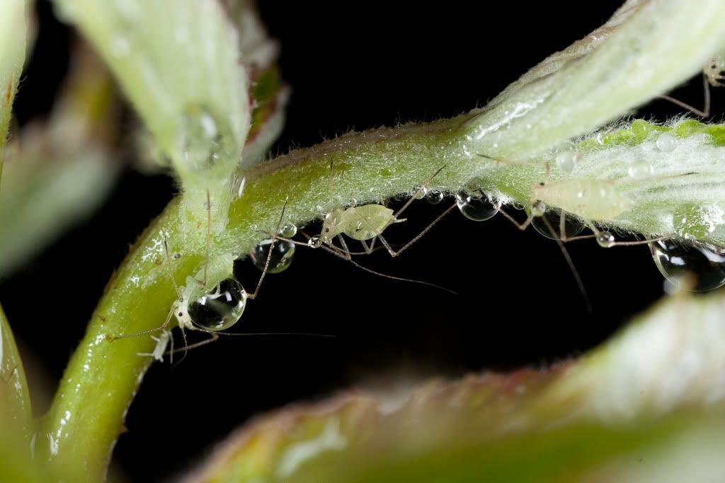 IMAGE: http://i72.photobucket.com/albums/i192/garlicpickle/Canon/lr1small-0649.jpg