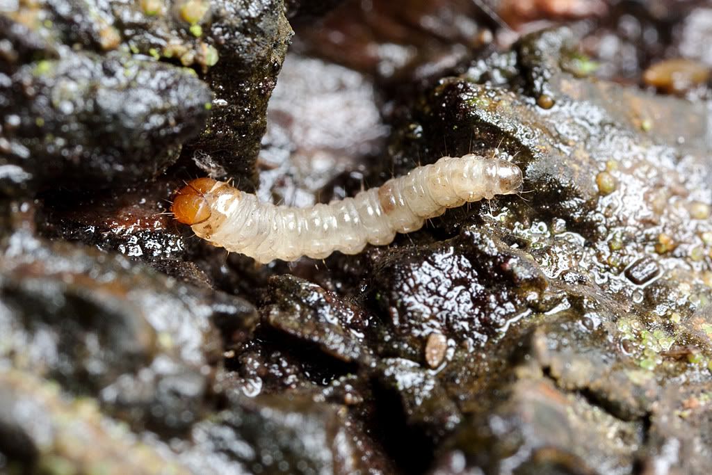 IMAGE: http://i72.photobucket.com/albums/i192/garlicpickle/Canon/lr1small-0678.jpg