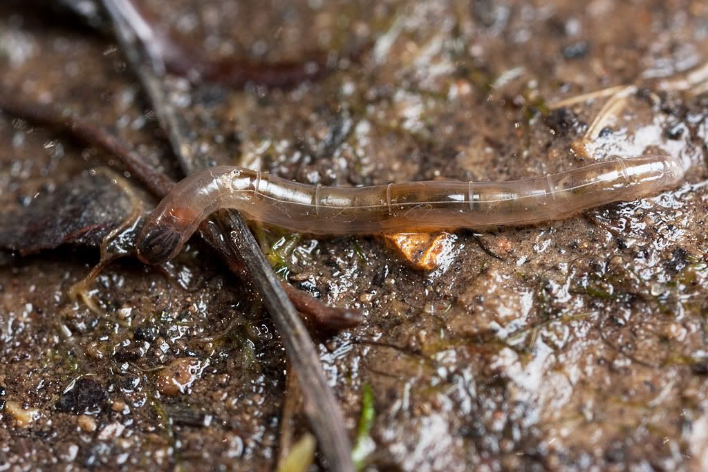 IMAGE: http://i72.photobucket.com/albums/i192/garlicpickle/Canon/lr1small-0686.jpg