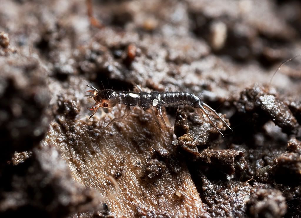 IMAGE: http://i72.photobucket.com/albums/i192/garlicpickle/Canon/lr1small-0695.jpg