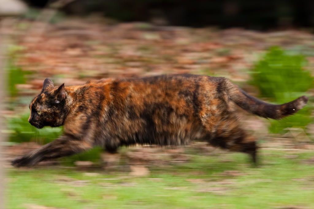 IMAGE: http://i72.photobucket.com/albums/i192/garlicpickle/Canon/lr1small-0928.jpg