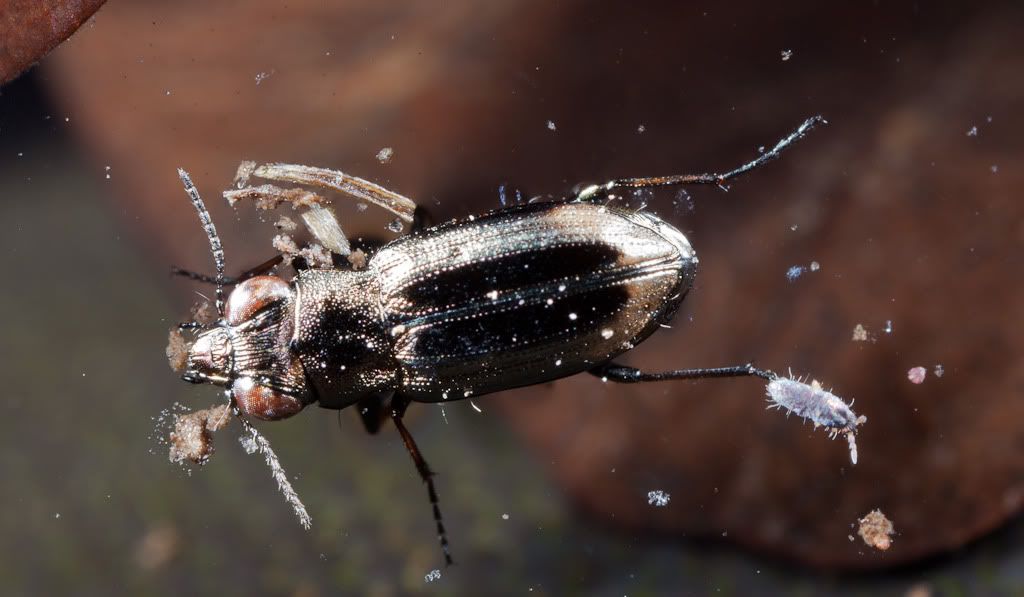 IMAGE: http://i72.photobucket.com/albums/i192/garlicpickle/Canon/lr1small-1223.jpg