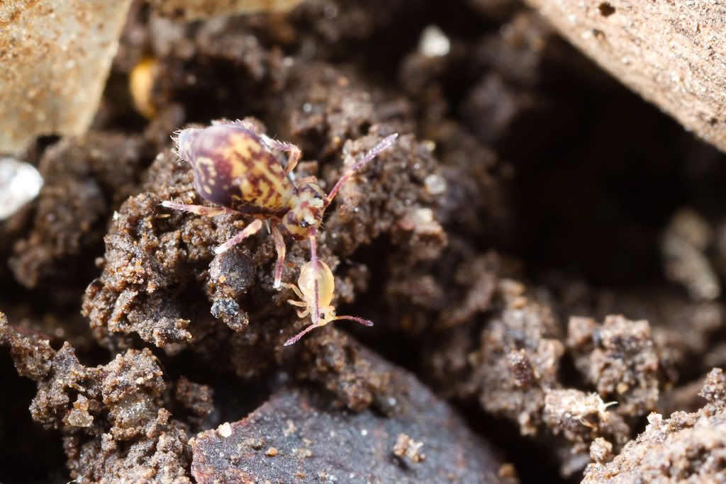 IMAGE: http://i72.photobucket.com/albums/i192/garlicpickle/Canon/lr1small-1320.jpg