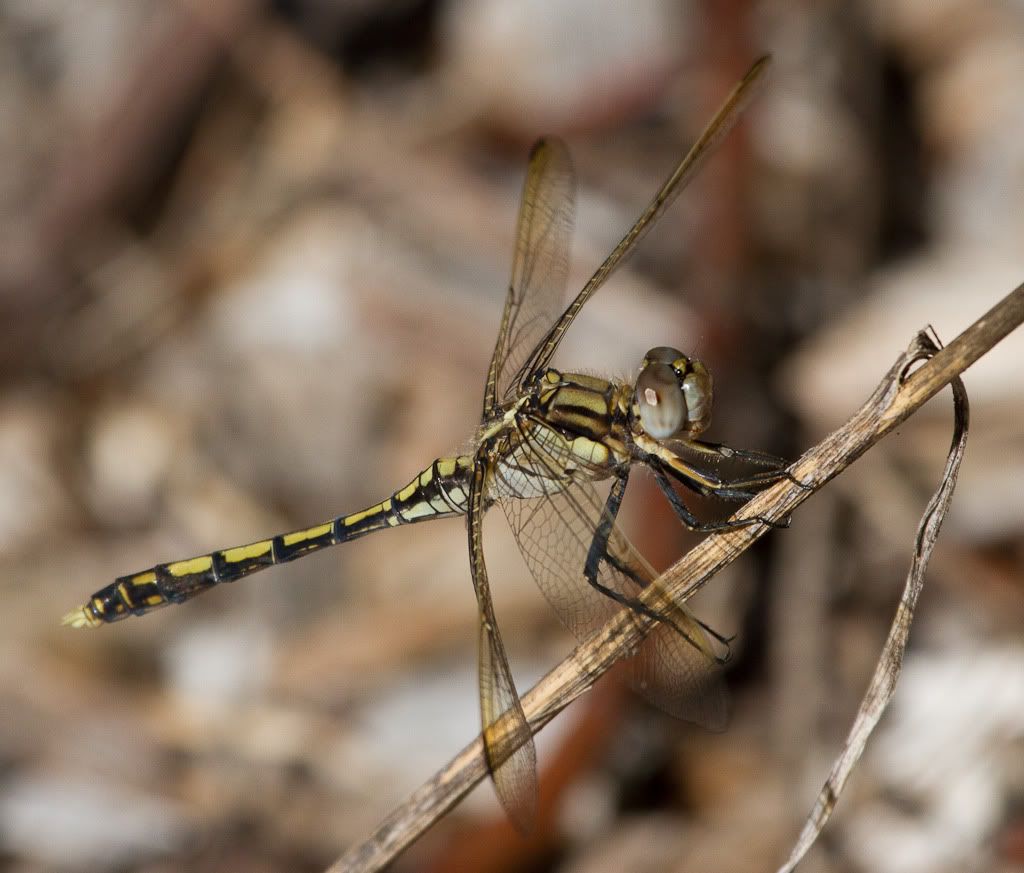 IMAGE: http://i72.photobucket.com/albums/i192/garlicpickle/Canon/lr1small-1973.jpg