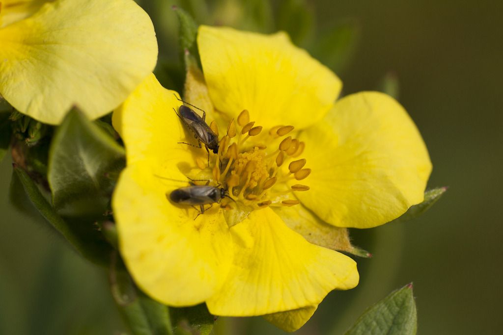 IMAGE: http://i72.photobucket.com/albums/i192/garlicpickle/Canon/lr1small-1985.jpg