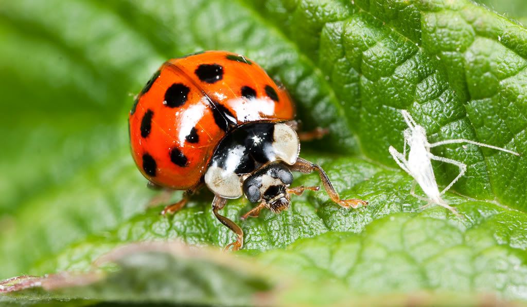 IMAGE: http://i72.photobucket.com/albums/i192/garlicpickle/Canon/lr1small-20.jpg