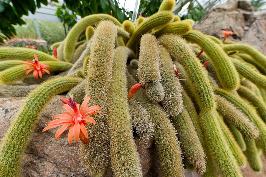 IMAGE: http://i72.photobucket.com/albums/i192/garlicpickle/Canon/lr1small-2250.jpg