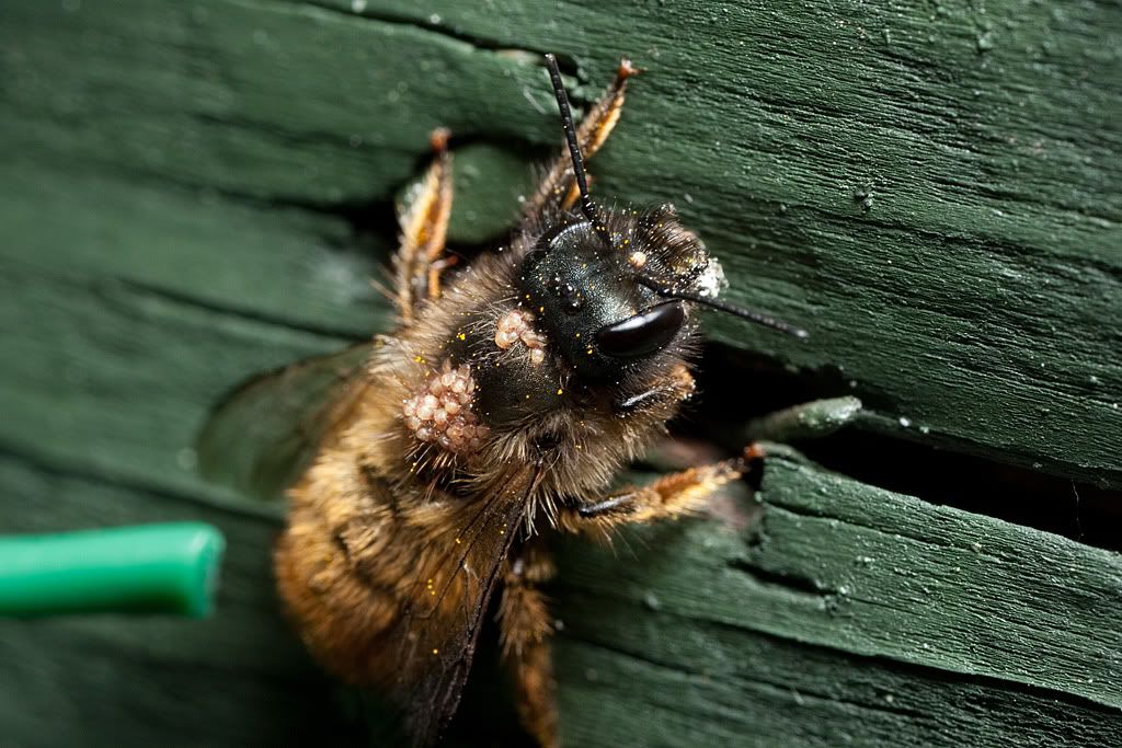 IMAGE: http://i72.photobucket.com/albums/i192/garlicpickle/Canon/lr1small-2432.jpg