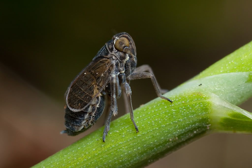 IMAGE: http://i72.photobucket.com/albums/i192/garlicpickle/Canon/lr1small-2480.jpg