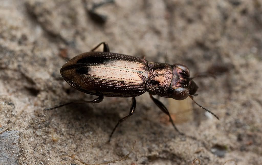 IMAGE: http://i72.photobucket.com/albums/i192/garlicpickle/Canon/lr1small-2489.jpg