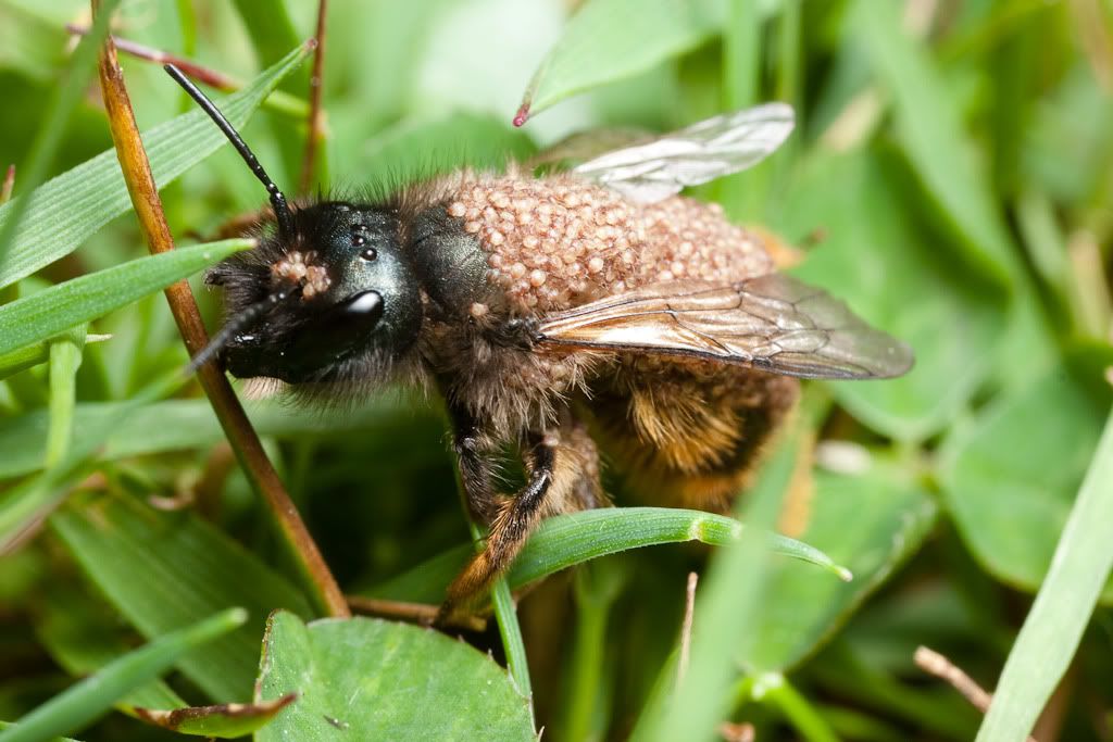 IMAGE: http://i72.photobucket.com/albums/i192/garlicpickle/Canon/lr1small-2566.jpg