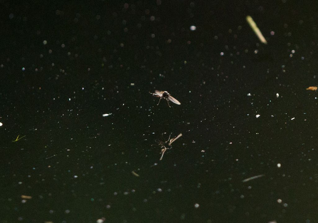 IMAGE: http://i72.photobucket.com/albums/i192/garlicpickle/Canon/lr1small-2705.jpg