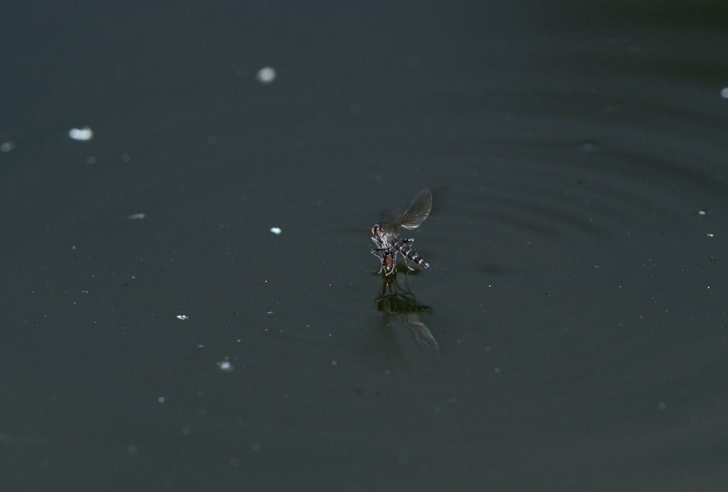 IMAGE: http://i72.photobucket.com/albums/i192/garlicpickle/Canon/lr1small-2800.jpg