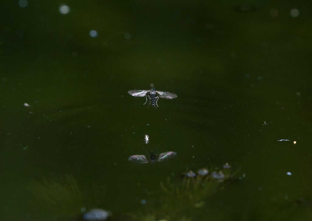 IMAGE: http://i72.photobucket.com/albums/i192/garlicpickle/Canon/lr1small-2856.jpg