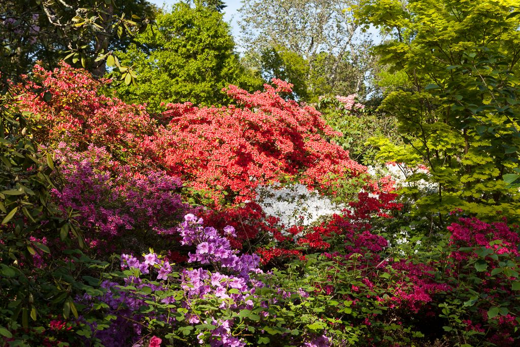 IMAGE: http://i72.photobucket.com/albums/i192/garlicpickle/Canon/lr1small-3083_zpsd7e27a70.jpg