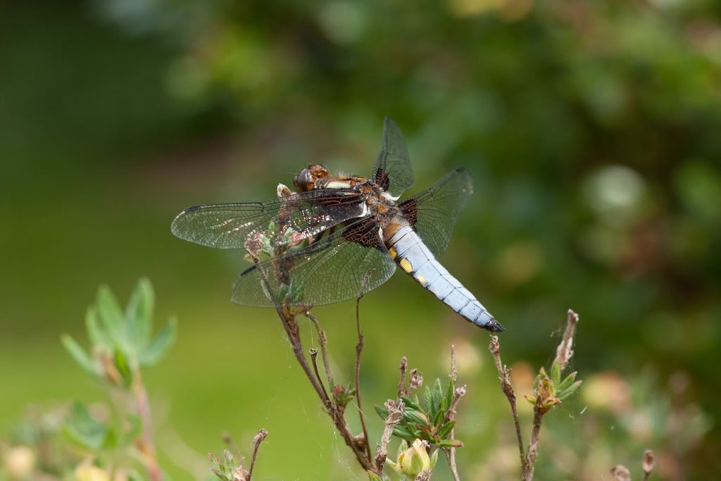 IMAGE: http://i72.photobucket.com/albums/i192/garlicpickle/Canon/lr1small-3361.jpg