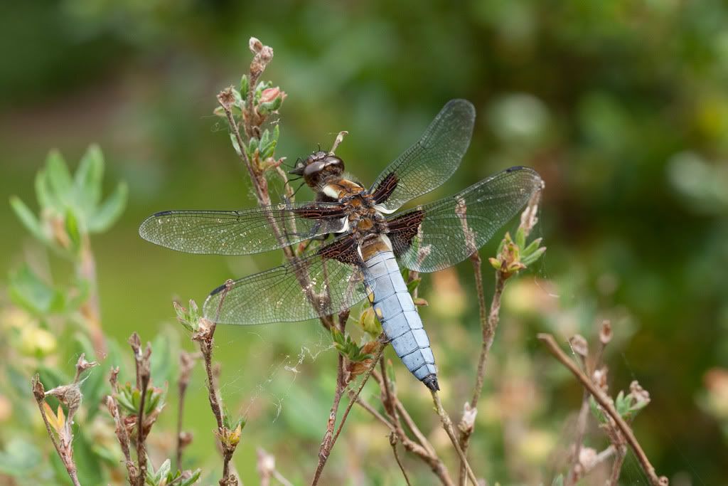 IMAGE: http://i72.photobucket.com/albums/i192/garlicpickle/Canon/lr1small-3363.jpg