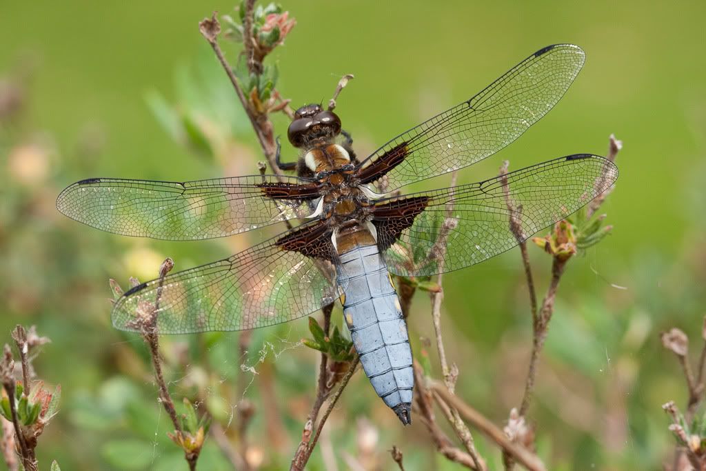 IMAGE: http://i72.photobucket.com/albums/i192/garlicpickle/Canon/lr1small-3376.jpg