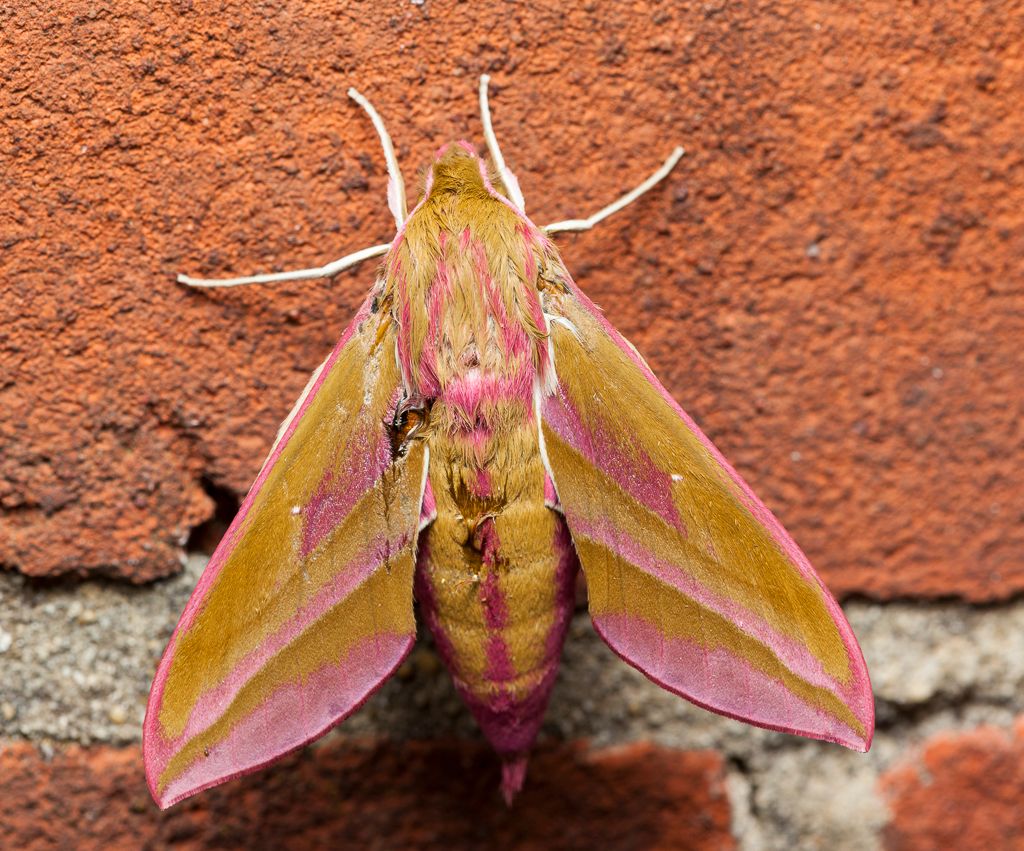 IMAGE: http://i72.photobucket.com/albums/i192/garlicpickle/Canon/lr1small-3402_zps5fb31fcb.jpg