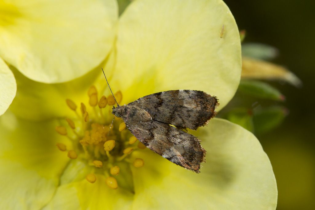 IMAGE: http://i72.photobucket.com/albums/i192/garlicpickle/Canon/lr1small-3537.jpg