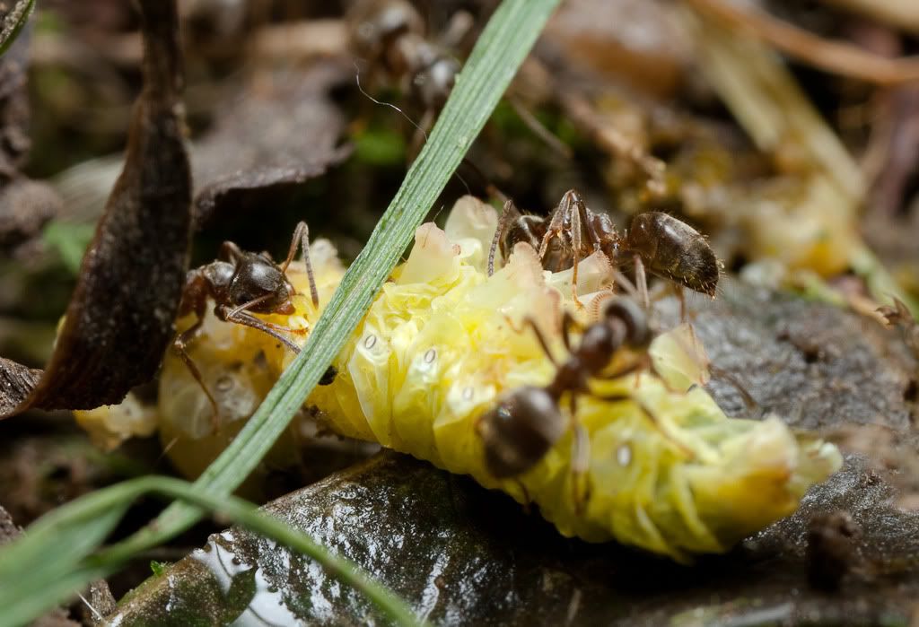 IMAGE: http://i72.photobucket.com/albums/i192/garlicpickle/Canon/lr1small-3543.jpg